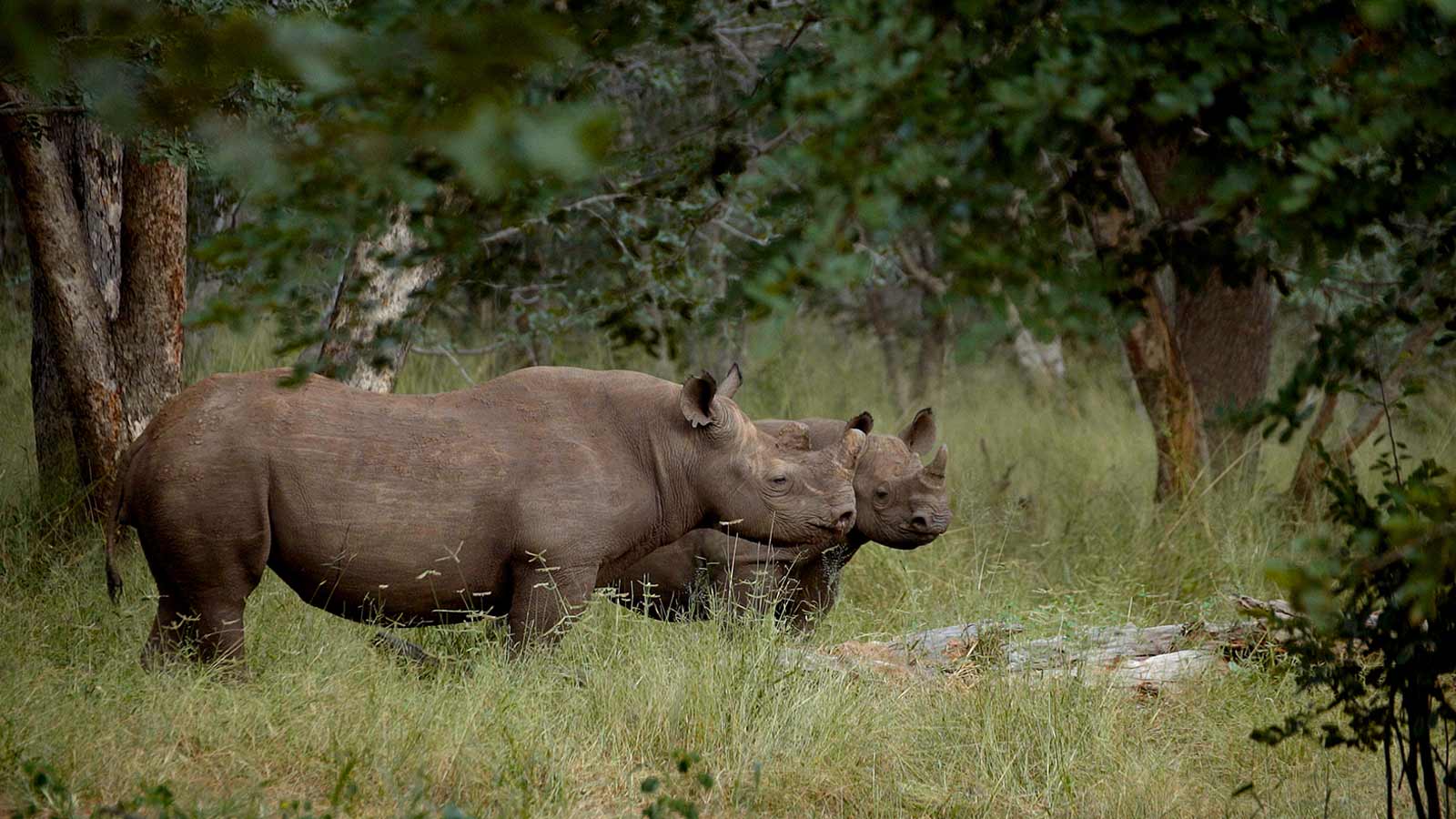 Group of Rhinos